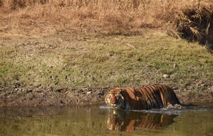 
Body of tiger found floating in river in Pench National Park 