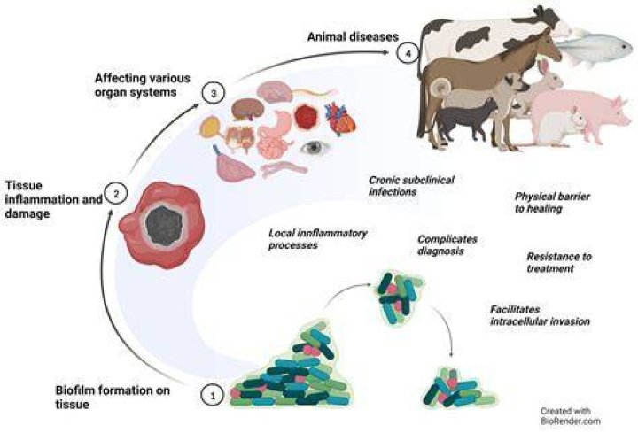 What is dipping in animal production
