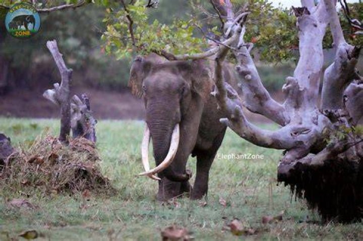 
What Is Maya Murmu? Elephant Poacher Was Killed In Raipal Village 